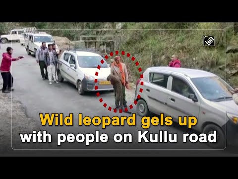 Watch: Wild leopard gels up with people on Kullu road
