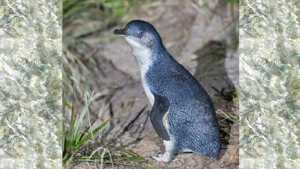 penguine