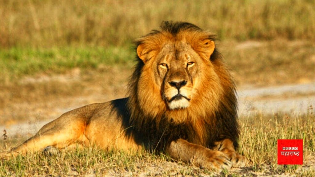 Gir National Park Lion Died
