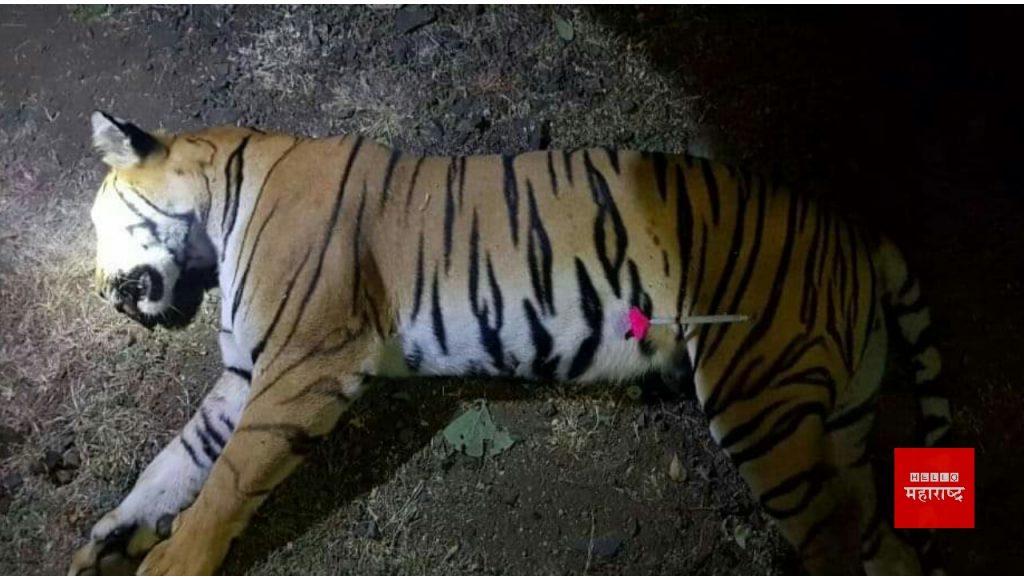 Avani Tiger