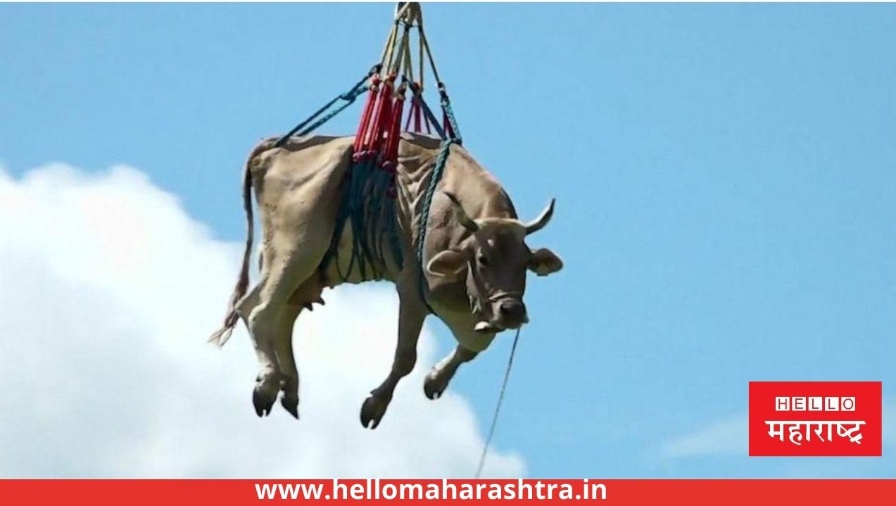 cow airlifted