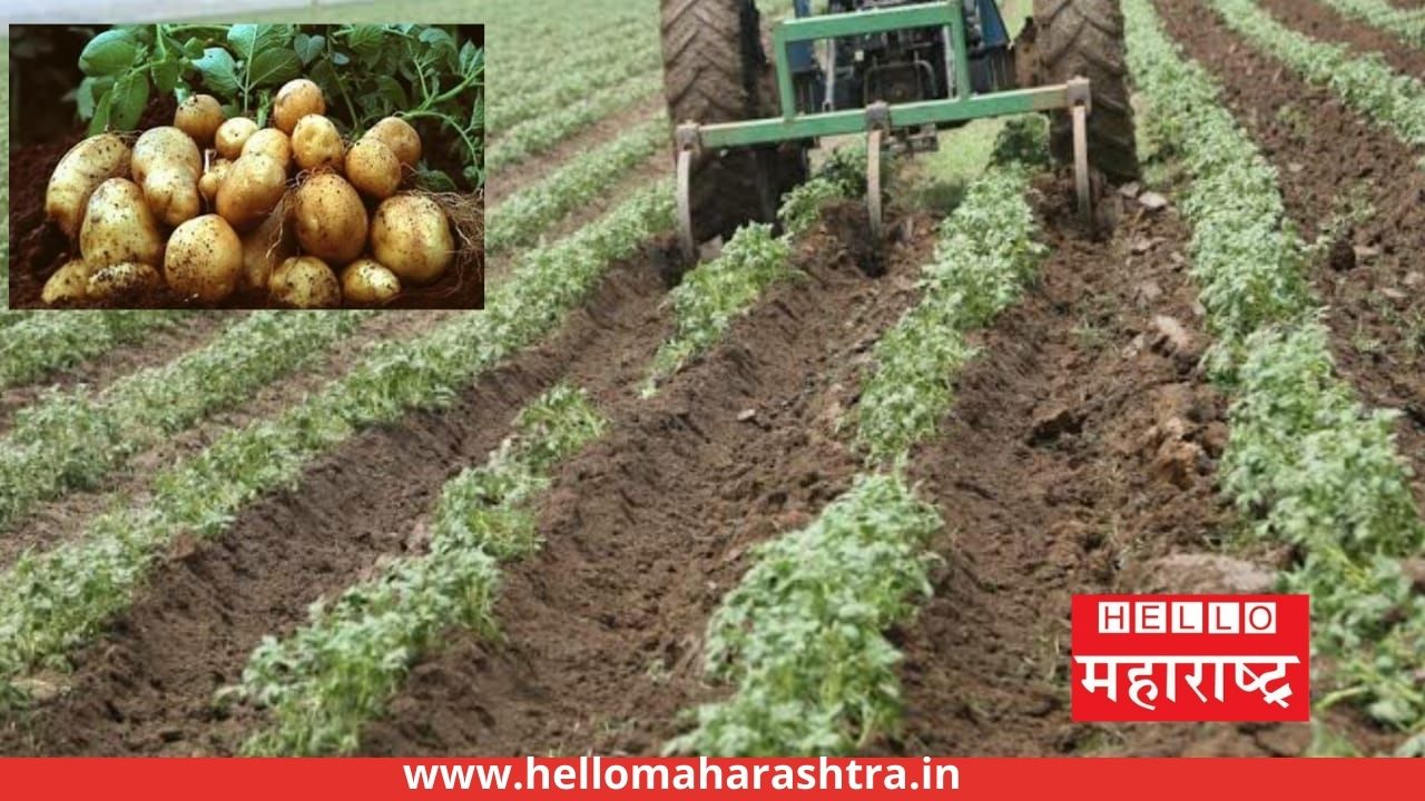 organic farming of potato