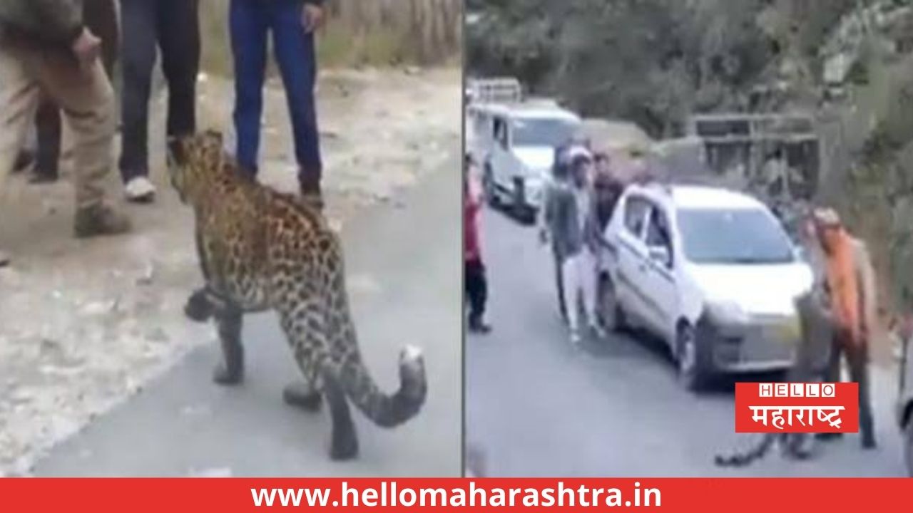 Leopard Playing with Human