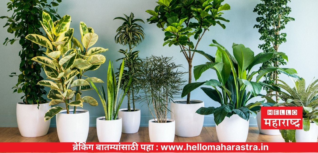 Home Air Purifying Plants in India