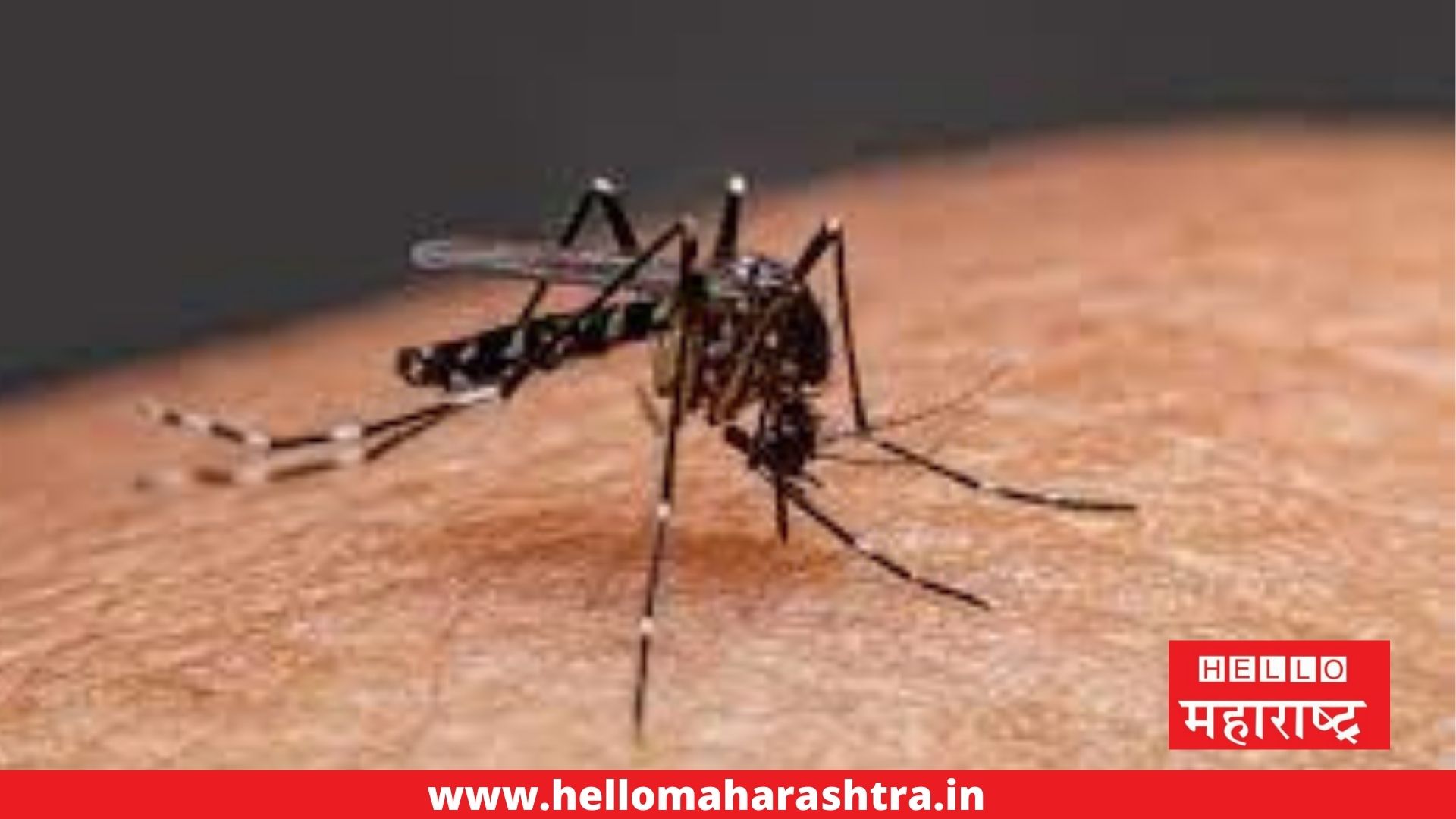 dengue-malaria