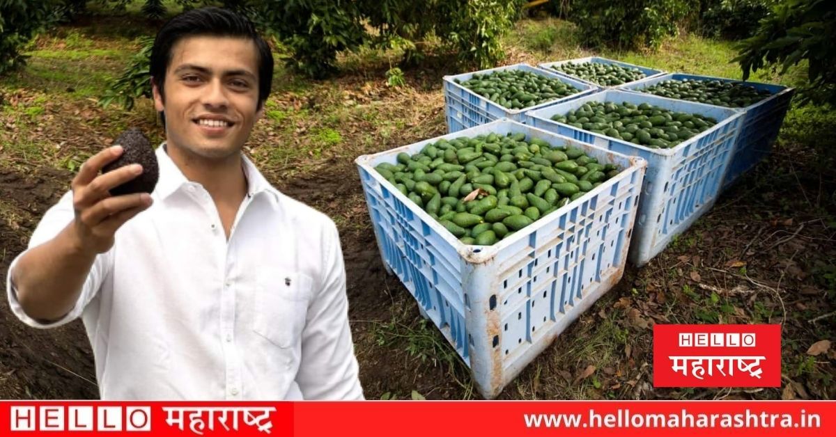Avocado fruit farming news