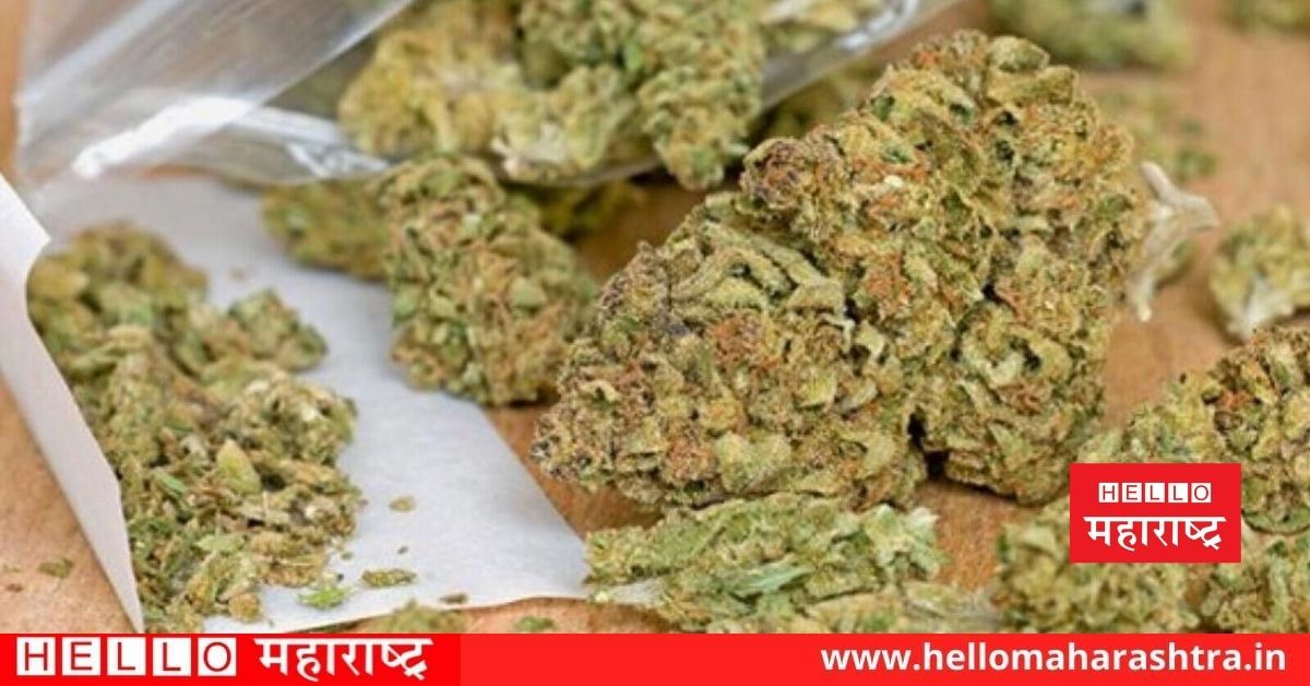 cannabis seized