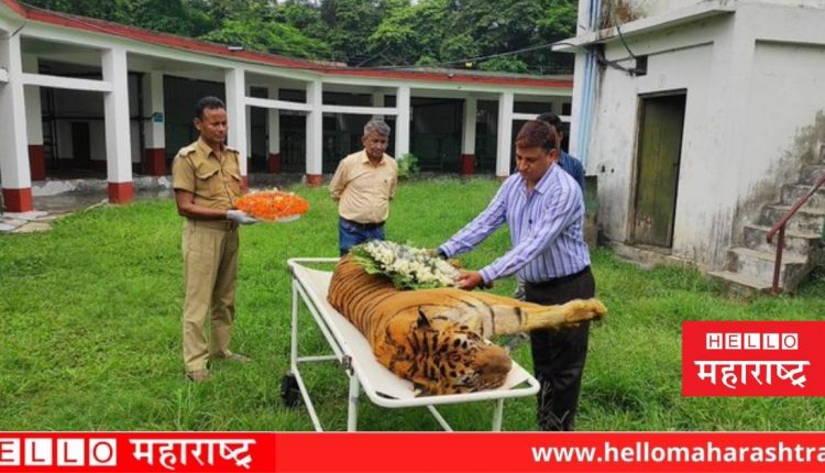 royal bengal tiger raja dies