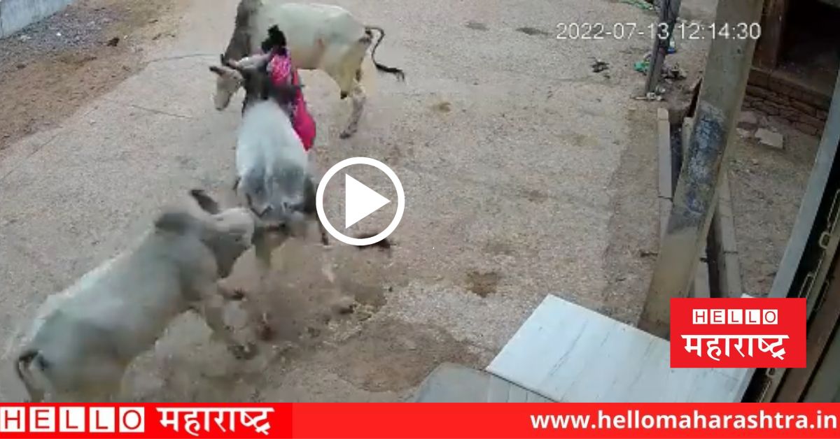 bulls attack on woman