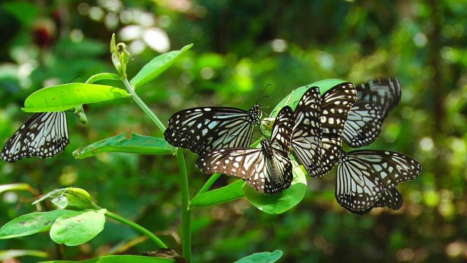 Butterfly Garden 02