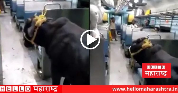 bull travels 15 km in a local train at jharkhand video viral