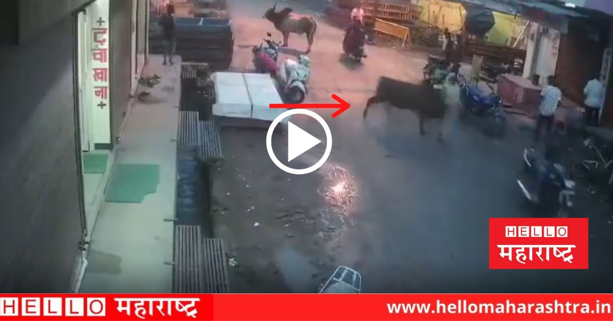 bull attack