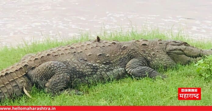 Crocodile Krishna River