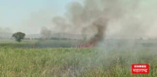 Sugarcane Fire