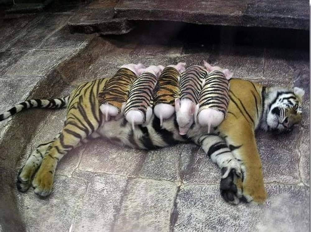 Mother tigress