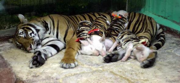 Mother tigress