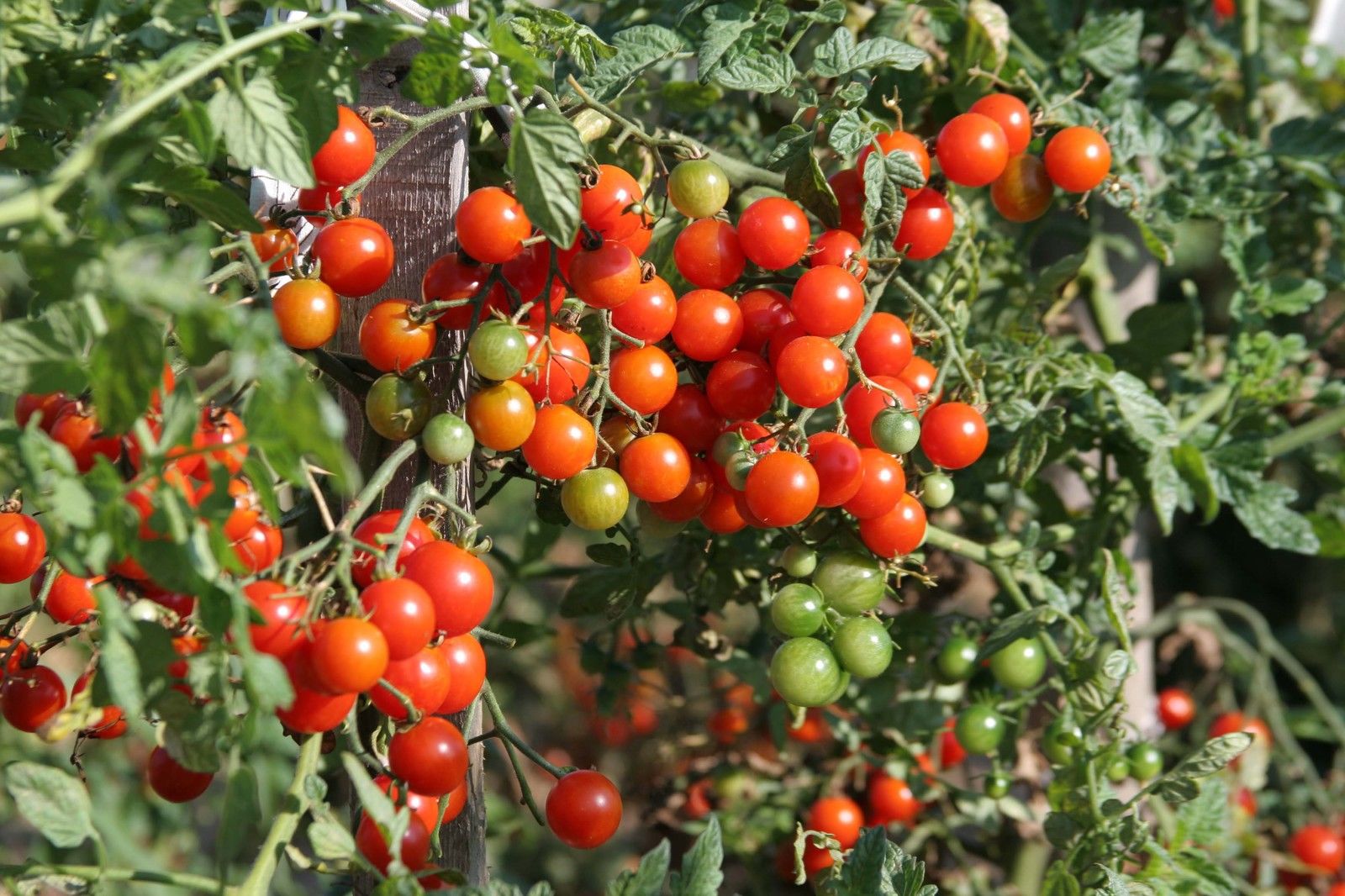 Cherry Tomatoes