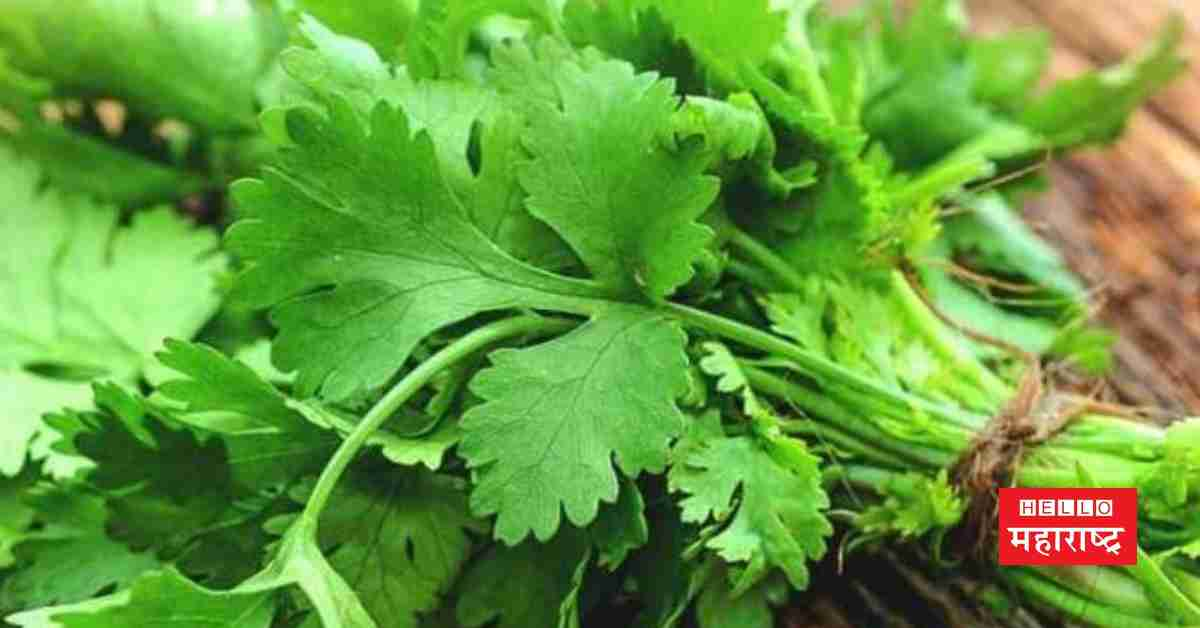 Coriander health benefits