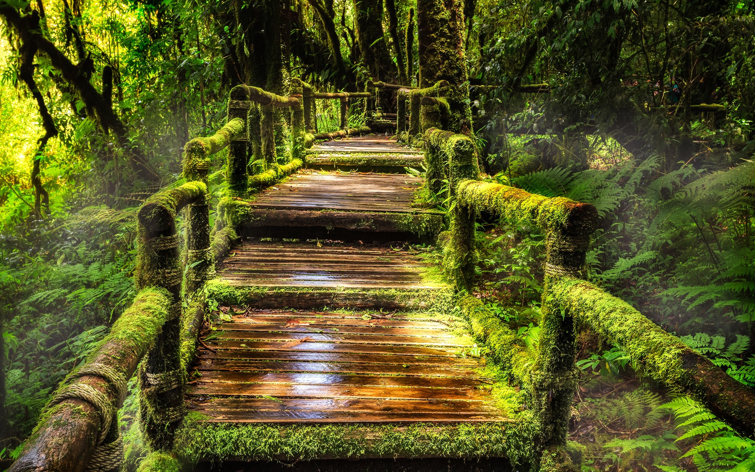 Thailand path trees