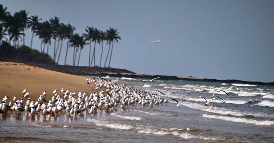 Diveagar Beach