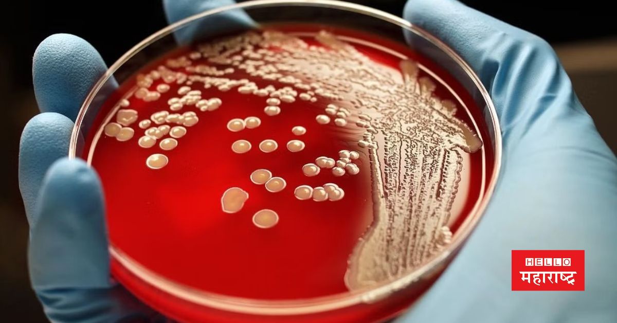 superbug bacteria