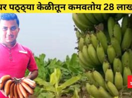 velchi banana Abhijit Patil Solapur