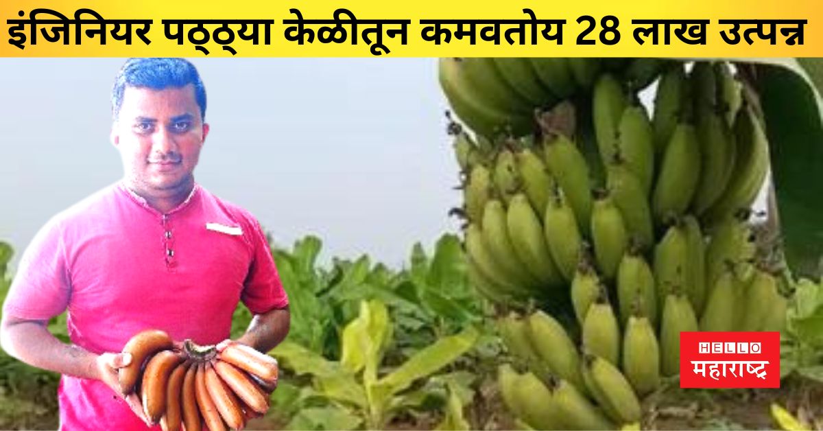 velchi banana Abhijit Patil Solapur