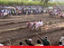 Kole Village Bullock Race