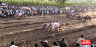 Kole Village Bullock Race