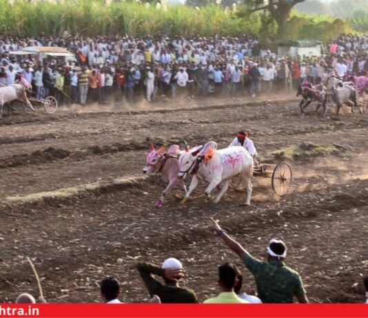 Kole Village Bullock Race