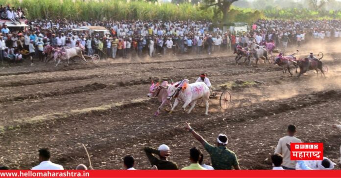 Kole Village Bullock Race