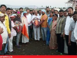 Bullock cart race Karad