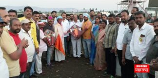 Bullock cart race Karad