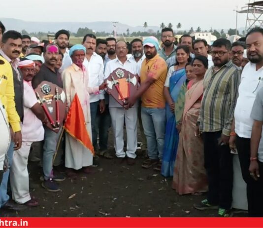 Bullock cart race Karad