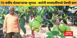 Ram Singh Rathod has planted guava