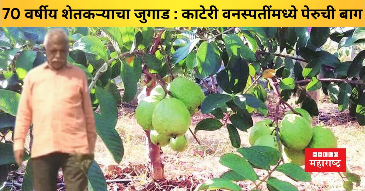 Ram Singh Rathod has planted guava