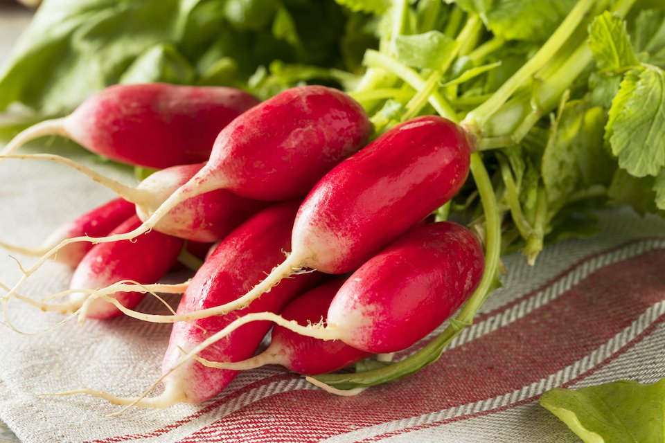 Red Radish 0