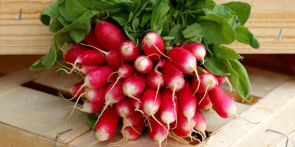 Red Radish