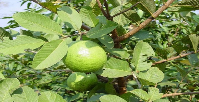 guava 