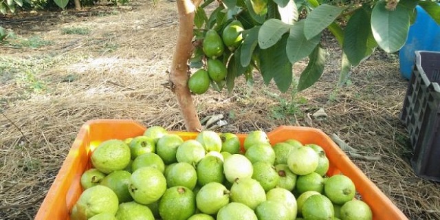 guava पेरु
