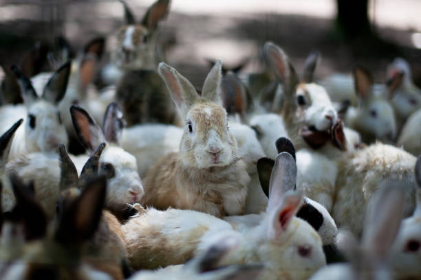 rabbit farm