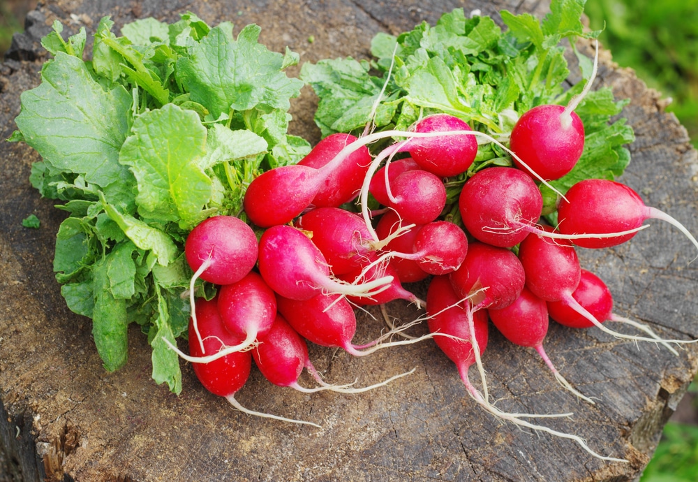 radishes