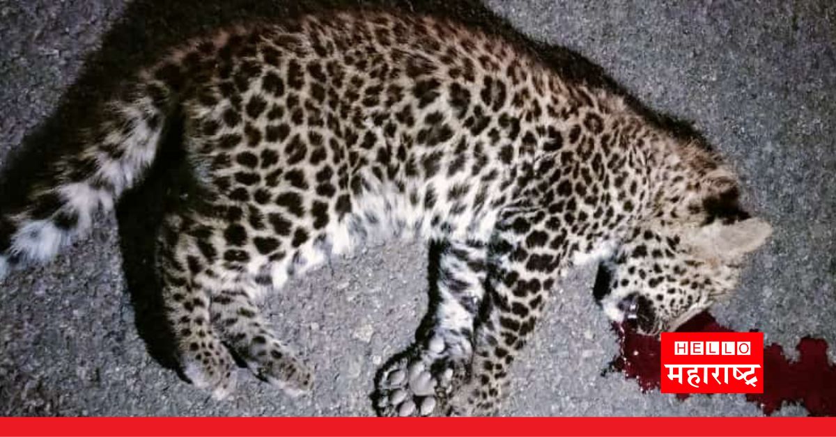 leopard cub Karad