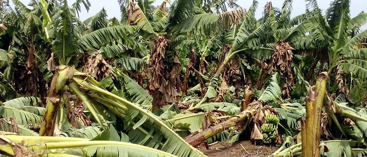 Jalgaon banana crops affected