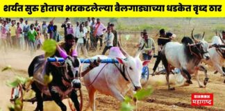 Accident Bullock Cart Race (1)