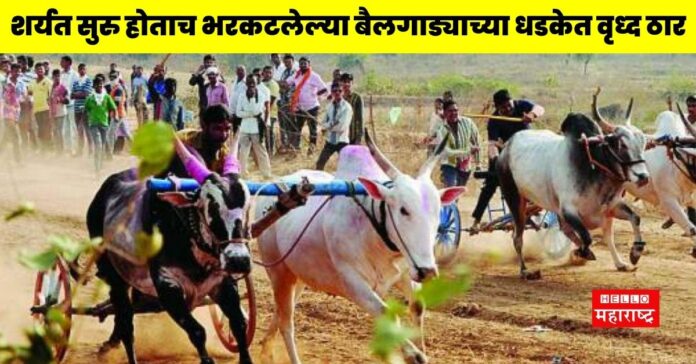 Accident Bullock Cart Race (1)