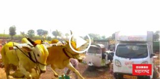 Bullock cart race satara