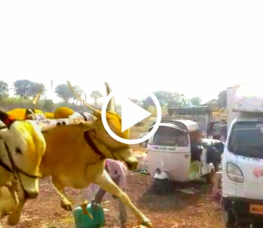 Bullock cart race satara