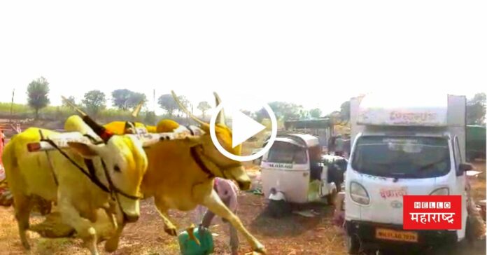 Bullock cart race satara