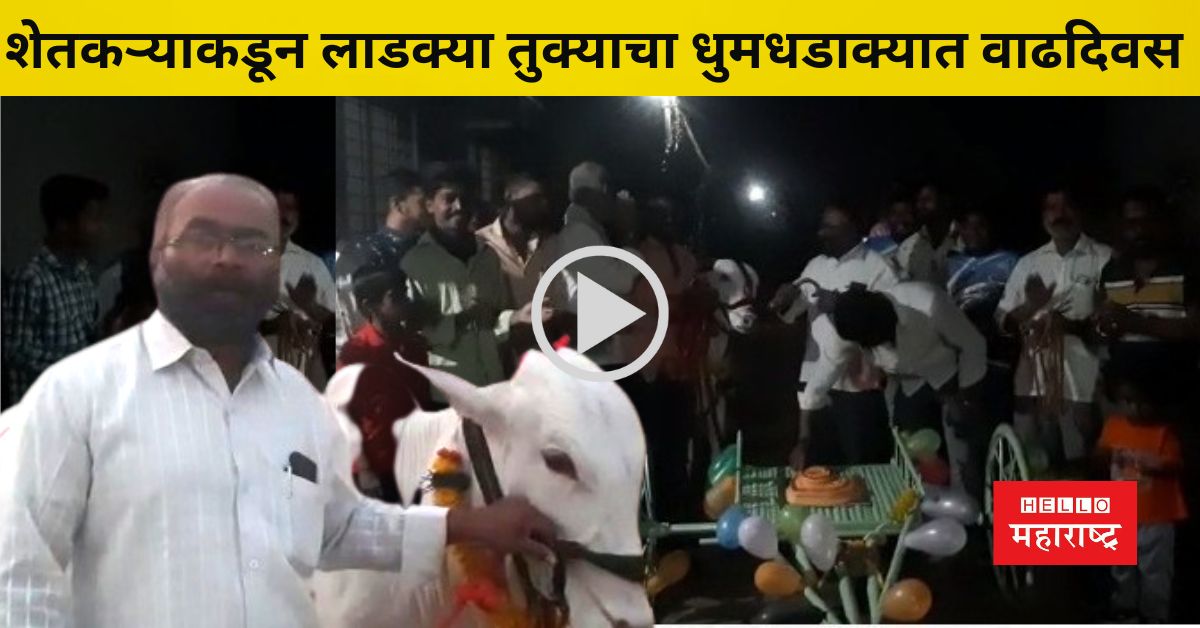 Birthday Of Tukya Bull